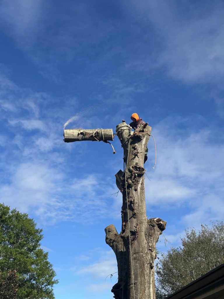 tree service ocala